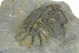 Uncommon Crotalocephalus Trilobite - Morocco #350436-4